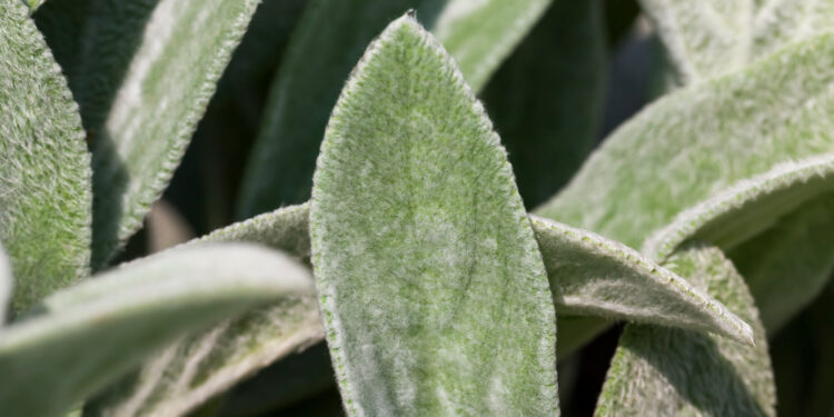 Šalavijo nauda ir savybės: kuo šis augalas vertingas