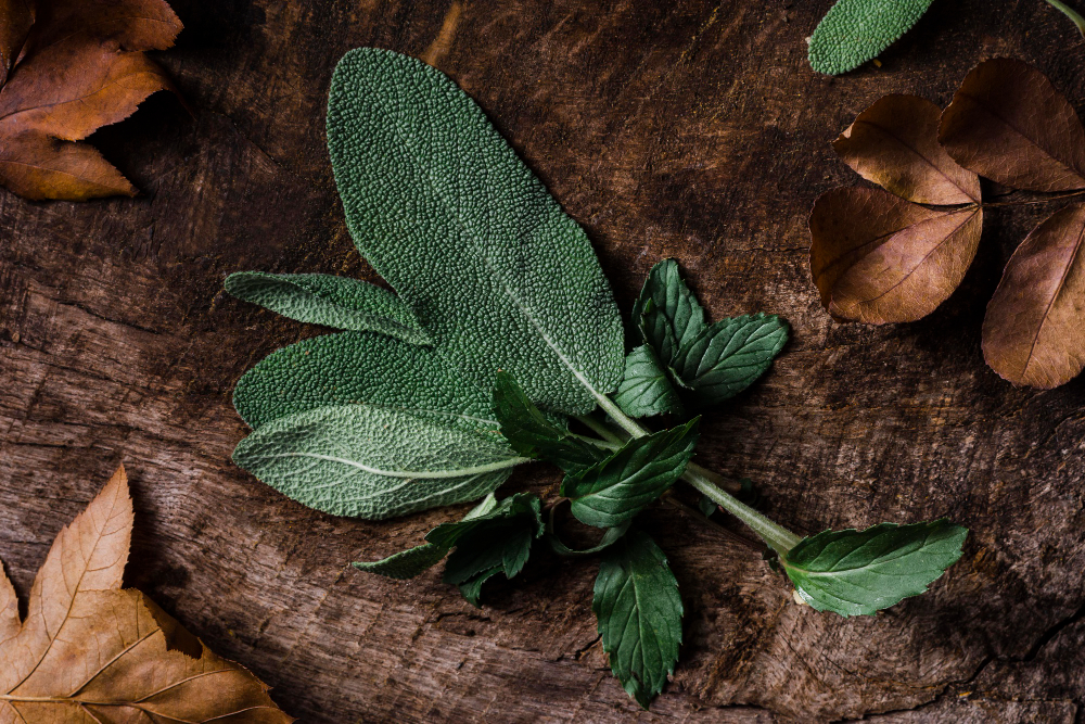 Šalavijo auginimas ir rinkimas: kaip tai daryti teisingai