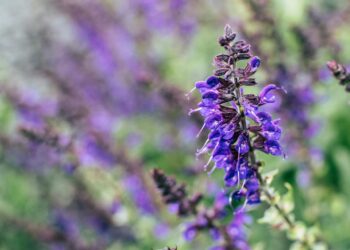 Vaistinis šalavijas: nauda sveikatai ir gydomosios savybės