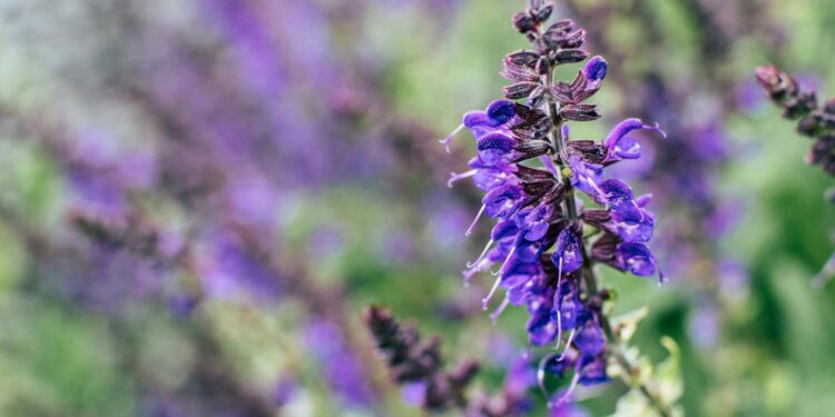 Vaistinis šalavijas: nauda sveikatai ir gydomosios savybės