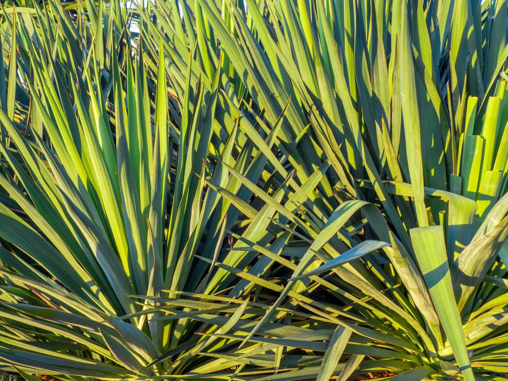 Sizalio pluoštas – kuo jis ypatingas