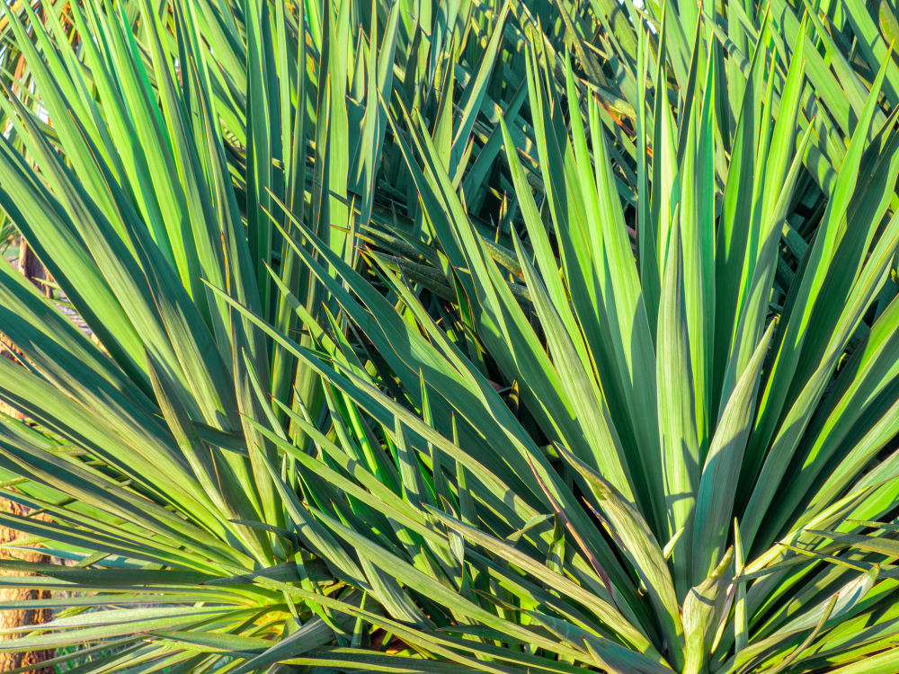 Sizalis pramonėje ir ūkyje