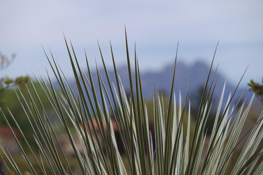 Sizalio ekonominė svarba pasaulyje