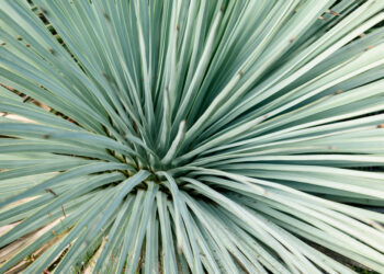 Sizalinė agava: augalo savybės ir pramoninis panaudojimas
