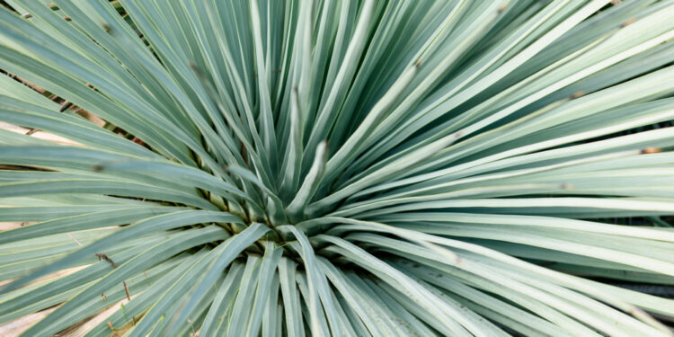 Sizalinė agava: augalo savybės ir pramoninis panaudojimas
