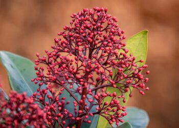 Skimijos priežiūra: dirva, laistymas ir vieta sode