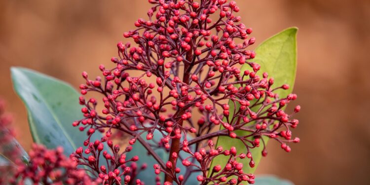 Skimijos priežiūra: dirva, laistymas ir vieta sode