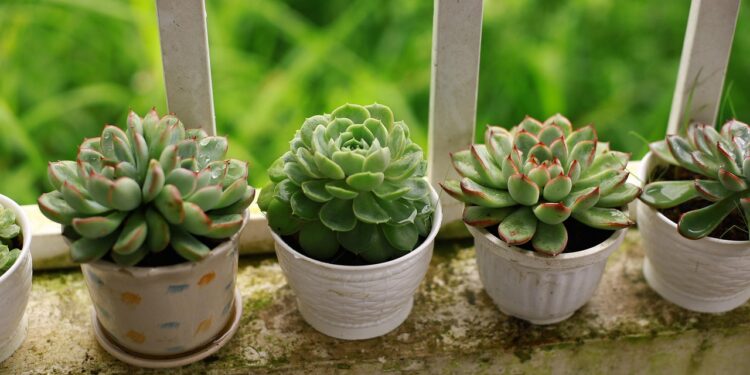 Sukulentų tipai: lapiniai, storalapiai ir svyrantys