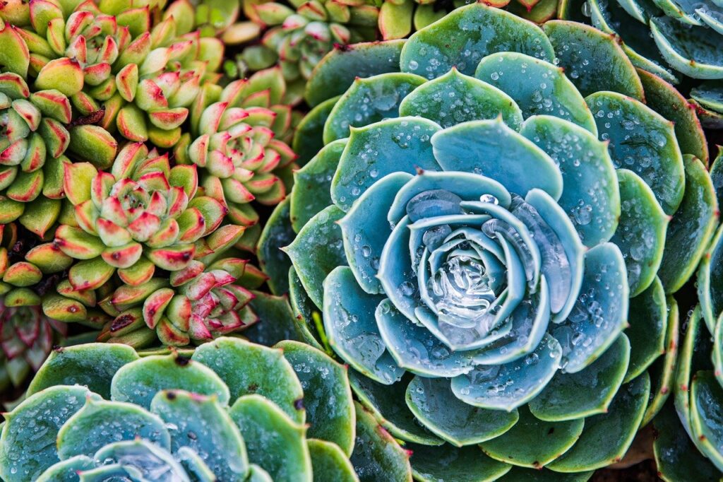 Ar galima maišyti skirtingus sukulentų tipus viename vazone?