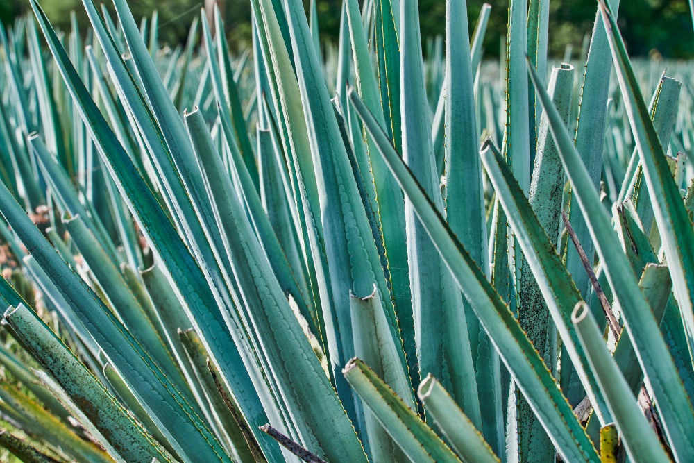 Įdomūs faktai apie mėlynąją agavą