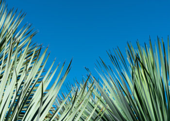 Tekilinė (mėlynoji) agava: savybės, nauda ir panaudojimas pasaulyje