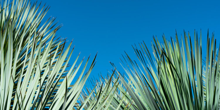 Tekilinė (mėlynoji) agava: savybės, nauda ir panaudojimas pasaulyje