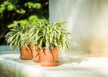 Ar verta auginti chlorofitą miegamajame ir kokią naudą jis gali suteikti