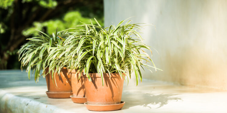 Ar verta auginti chlorofitą miegamajame ir kokią naudą jis gali suteikti