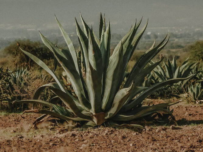 Kaip prižiūrėti agavą skirtingais metų laikais