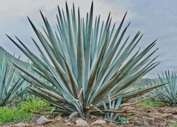 Viskas apie agavą ir kuo ypatingas šis augalas