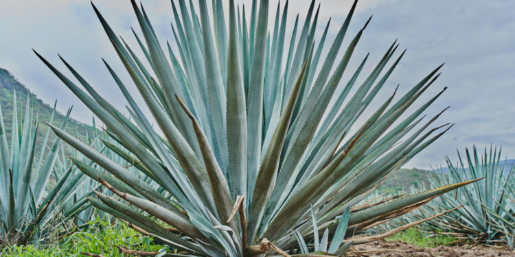 Viskas apie agavą ir kuo ypatingas šis augalas