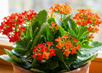 Kalankės gydomosios savybės ir ar kalankė nuodinga?