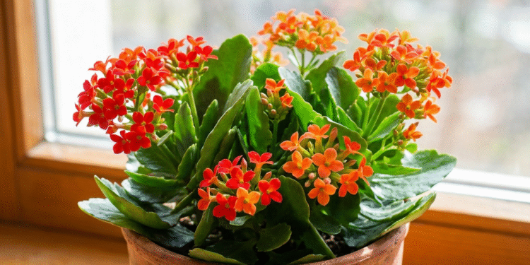 Kalankės gydomosios savybės ir ar kalankė nuodinga?