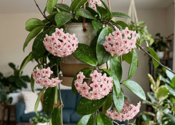 Storalapė vaškuolė: kaip auginti, prižiūrėti ir sulaukti žydėjimo