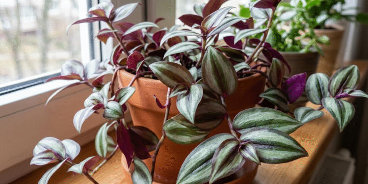 Tradeskantė: kambarinė, dvispalvė tradeskantė ir jų priežiūra