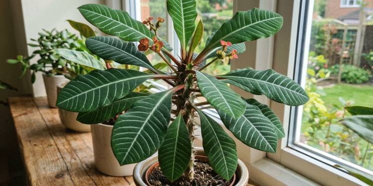 Baltagyslė karpažolė: auginimas, priežiūra ir dažniausios klaidos