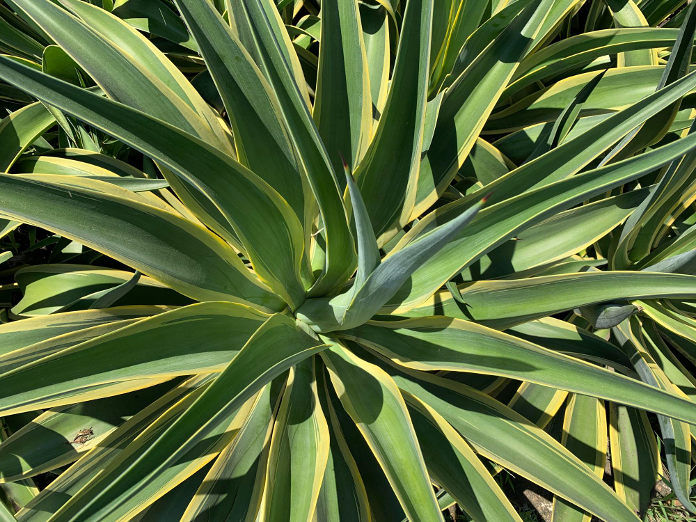 Kuo skiriasi skirtingos agavų rūšys