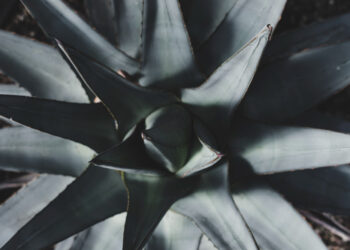 Agava augalas: pagrindinės rūšys ir jų ypatybės