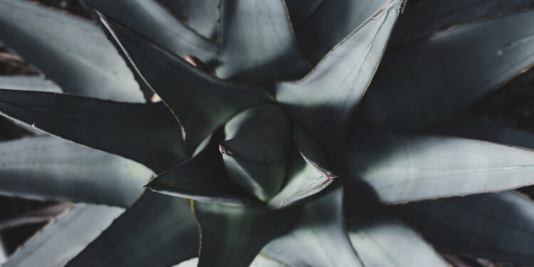 Agava augalas: pagrindinės rūšys ir jų ypatybės