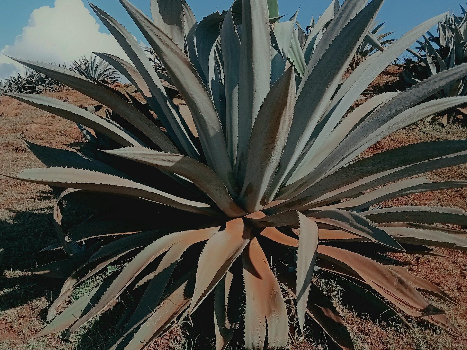 Dažniausios klaidos renkantis agavą