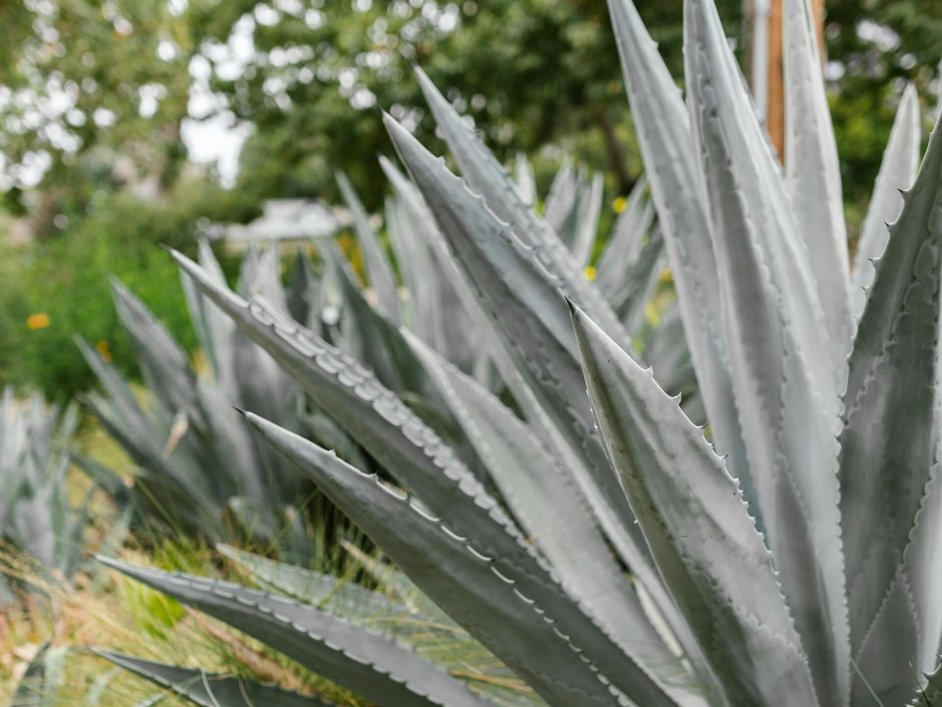 Populiariausios agavų rūšys