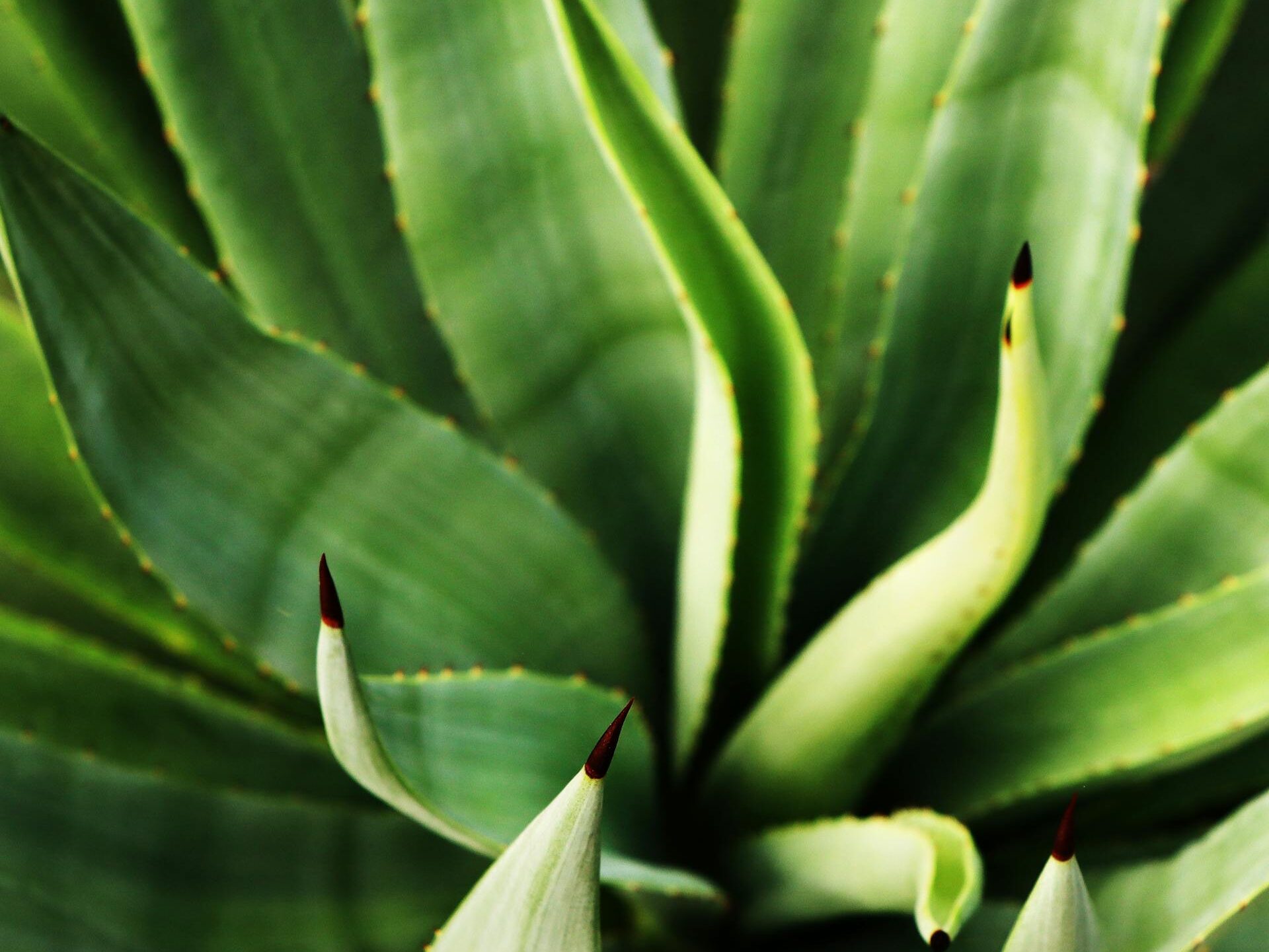 Kur geriausia statyti agavą lauke