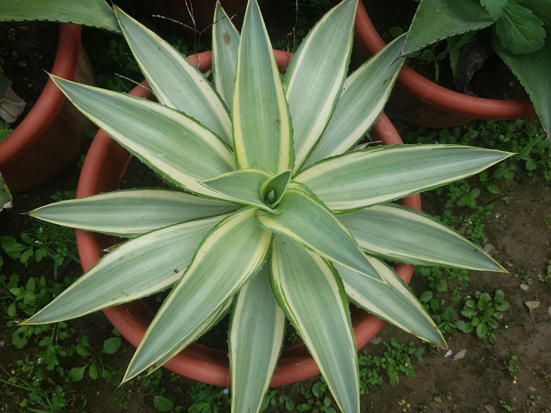 Tręšimas – ar tikrai reikia?