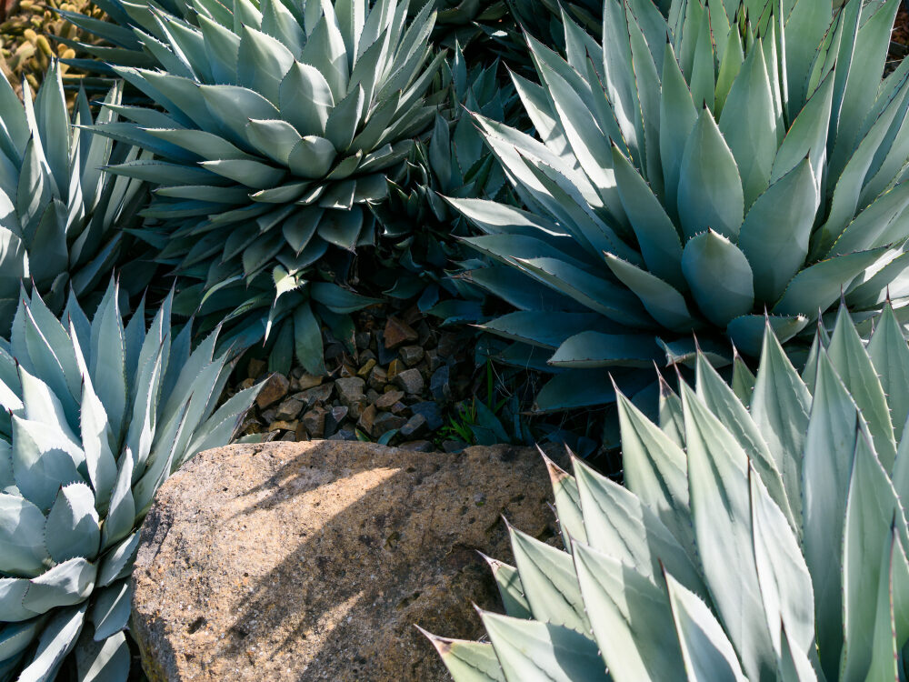 Kada reikia grąžinti agavą į vidų