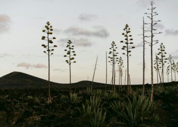 Agavos žiedas ir agava vaisius: kaip atrodo ir ką verta žinoti