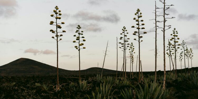 Agavos žiedas ir agava vaisius: kaip atrodo ir ką verta žinoti