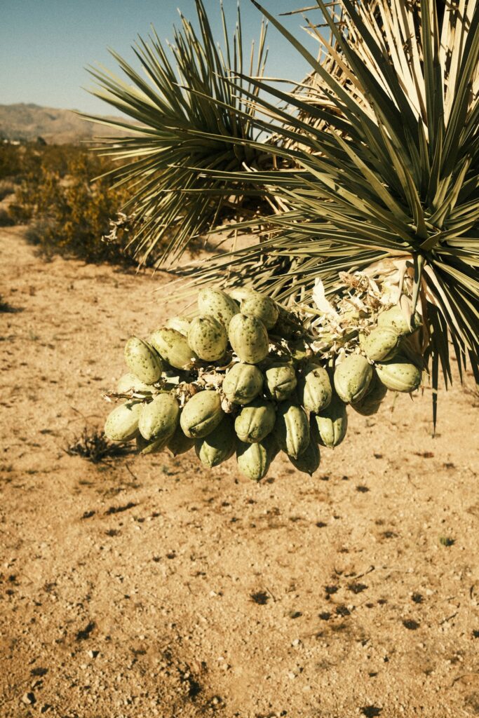 Ar agava turi vaisių
