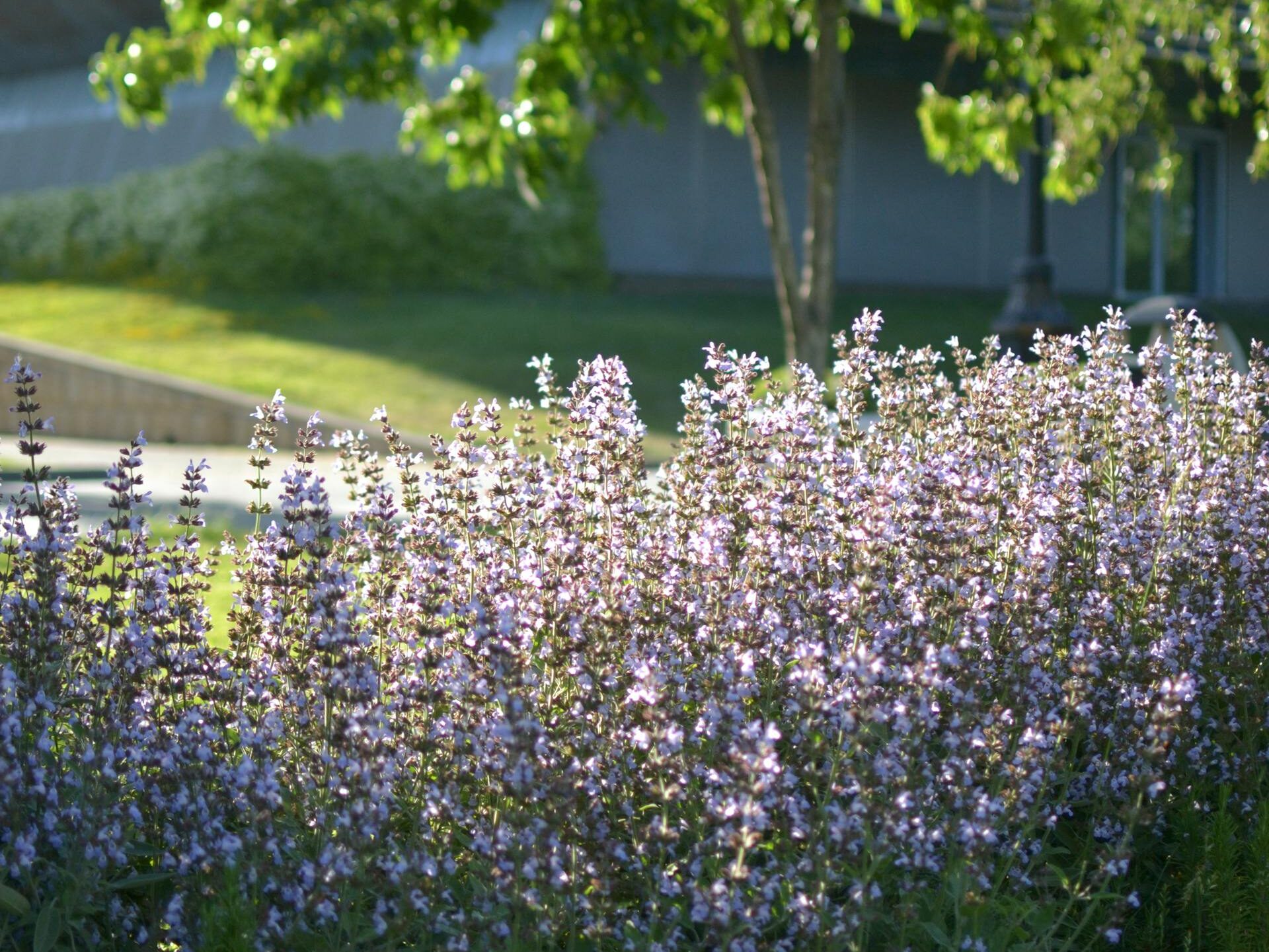 Kaip auginti dekoratyvinį šalaviją: priežiūra nuo pavasario iki rudens