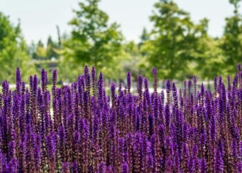 Dekoratyvinis šalavijas: kaip auginti ir puošti aplinką