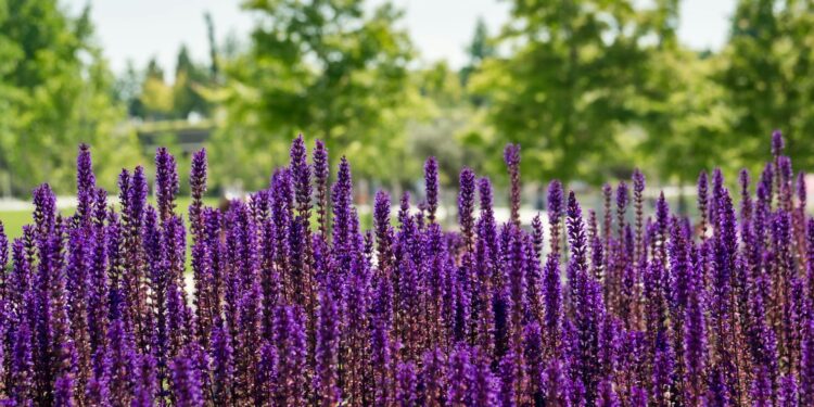 Dekoratyvinis šalavijas: kaip auginti ir puošti aplinką