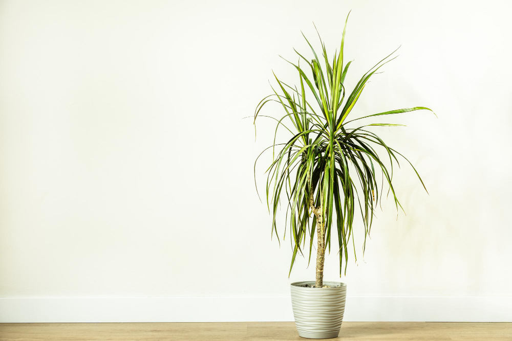 Kaip persodinti dracena ir kada tai daryti