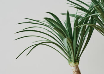 Dracenos priežiūra: laistymas, persodinimas ir dauginimas