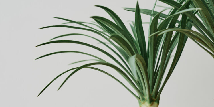 Dracenos priežiūra: laistymas, persodinimas ir dauginimas