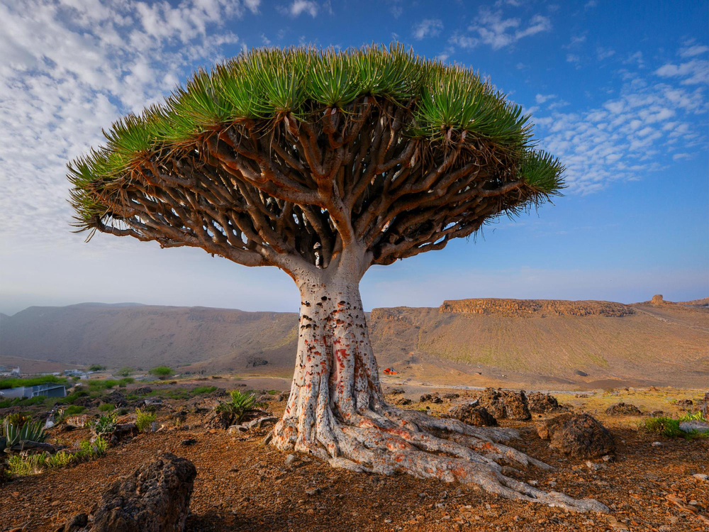 Privalumai ir trūkumai