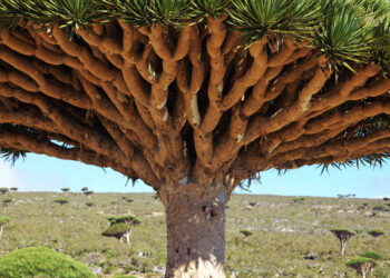 Drakono kraujo medis: augalas, išskiriantis dervą ir jo ypatybės