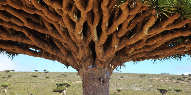 Drakono kraujo medis: augalas, išskiriantis dervą ir jo ypatybės