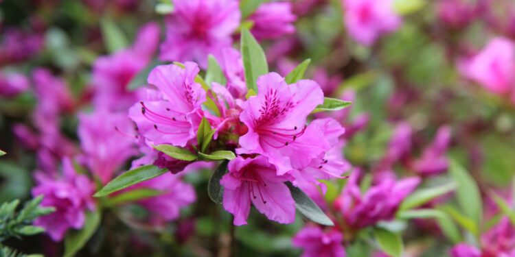 Azalijų priežiūra: kodėl meta lapus ir kaip tinkamai auginti vazoninę gėlę