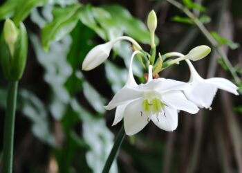 Eucharis (Amazoninė lelija): auginimas, priežiūra ir žydėjimas namuose