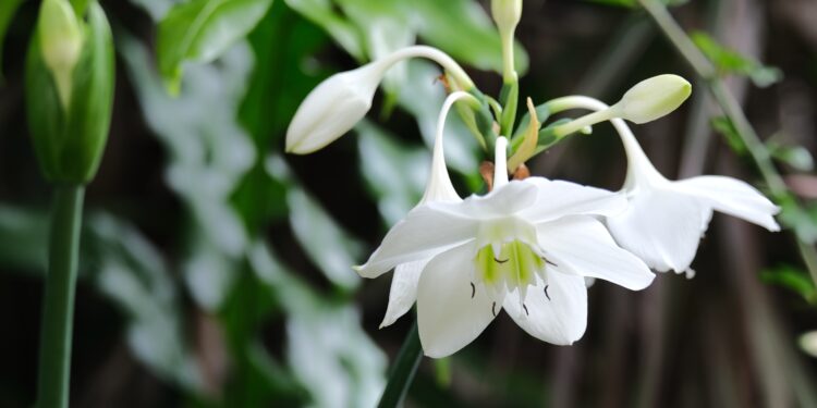 Eucharis (Amazoninė lelija): auginimas, priežiūra ir žydėjimas namuose