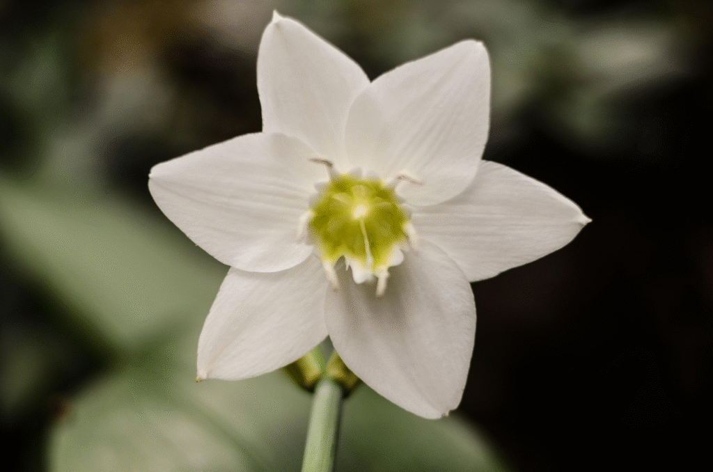 Eucharis (Amazoninė lelija): auginimas, priežiūra ir žydėjimas namuose
